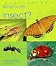 What Is an Insect? (The Animal Kingdom)