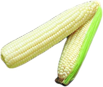 Park Seed Variety of Corn Seeds, Non-GMO Vegetable Seeds for Planting, Easy to Grow, Perfect for Harvesting, Silver Queen Hybrid, Pack of 200