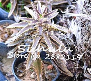 50 x semi di Fiori Rossi di Lunga durata per piante grasse e piante aromatiche perenni bellissime Kalanchoe romanzo Bonsai illuminano il tuo giardino 9: Only Seeds