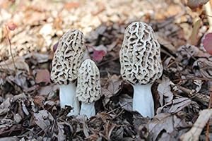 Handmade Morel Mushrooms for Landscape