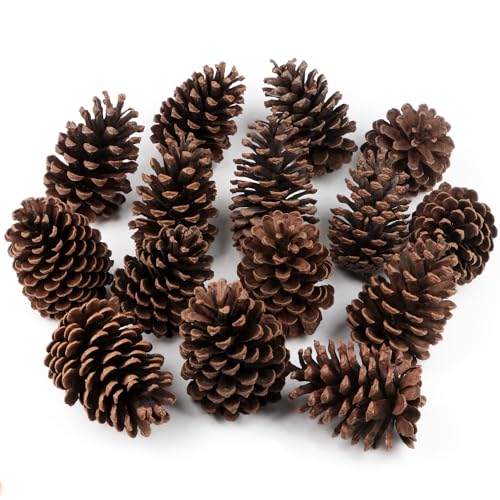 12Pcs Natural Fir Pine Cones 3 TO 4.5 Tall Large Pine Cones Ornaments for Crafts DIY Florist Xmas Wreaths Garlands Wedding Christmas Tree Decoration
