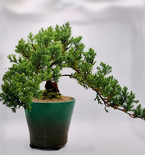 A 10 Plus Year Old Japanese Juniper Bonsai Tree #TOP8