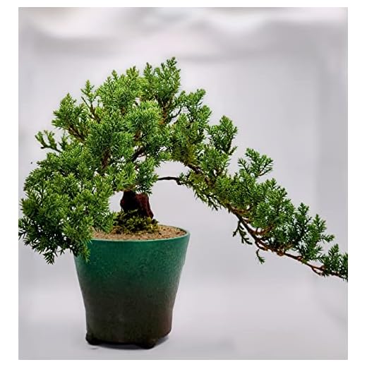 A 10 Plus Year Old Japanese Juniper Bonsai Tree