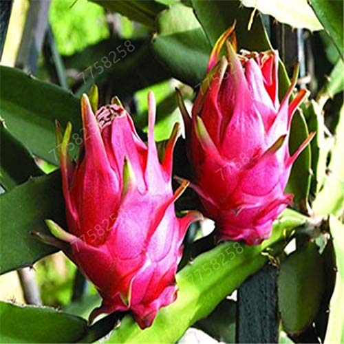 100 pcs Pitaya Bonsai Dragon Pitaya Fruit Garden Potted Tree Fruit-Tree-Plant Delicious Juicy Tropical Fruit For home garden