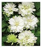 BALDUR Garten Gefüllte Clematis