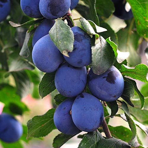 Thompson & Morgan Potted Mini Fruit Tree Plum Perfect for Small Gardens & Patios Heavy Cropping Tasty Edible Fruit in Summer Easy to Grow 1 x Prunus (Plum) Black Amber Plant in a 9cm Pot