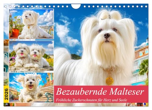 Bezaubernde Malteser. Fröhliche Zuckerschnuten für Herz und Seele (Wandkalender 2026 DIN A4 quer), CALVENDO Monatskalender: Liebliche Momente mit ... die das Herz erwärmen (CALVENDO Tiere)
