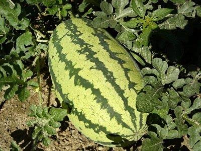 Golden Hills Farm Giant Watermelon Fruit Planting Seeds NON-GMO Edible Fruits 50 seeds (B093QGLXBR) Amazon Price History, Amazon Price Tracker