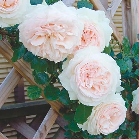 Amazon バラ 苗 苗木 つるバラ ブランピエールドゥロンサール R Pvp 1株 バラの苗木 薔薇 バラの木 バラの花 Cl 庭木 植木 花木苗 国華園 22年秋商品 花 Amazon バラ 苗 苗木 つるバラ ブランピエールドゥロンサール R Pvp 1株 バラの苗木 薔薇 バラの木 バラの花 Cl 庭木 植木 花木苗 国華園 22年秋商品 花