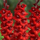 Gladiolus, Bulb (10 Pack) RED Sensation, Stunning RED Perennial Gladiolus Bulbs, Flowers