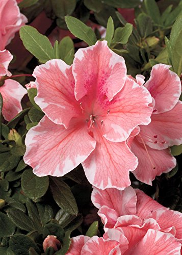 Encore Azalea Autumn Sunburst (2 Gallon) Coral Pink and White Flowering Plants - Full Sun Live Outdoor Plant Evergreen Rhododendron