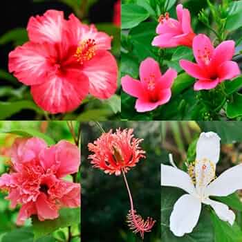 珍しい花の苗5本セット 51Bip5XrelL._UF350,350_QL50_.jpg