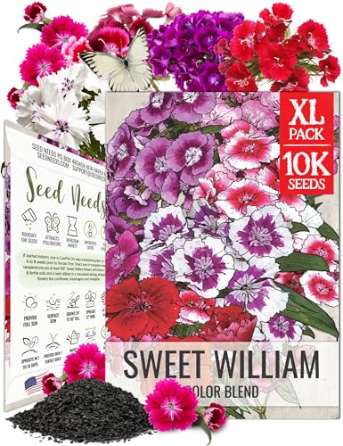 Seed Needs Sweet William Seeds to Plant Mixed Dianthus Flowers XL Pack