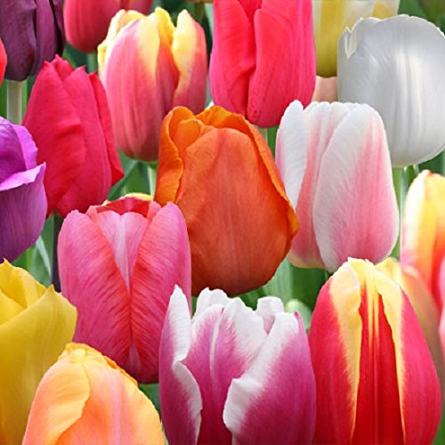 10 Tulip Bulbs SENSET Mixed