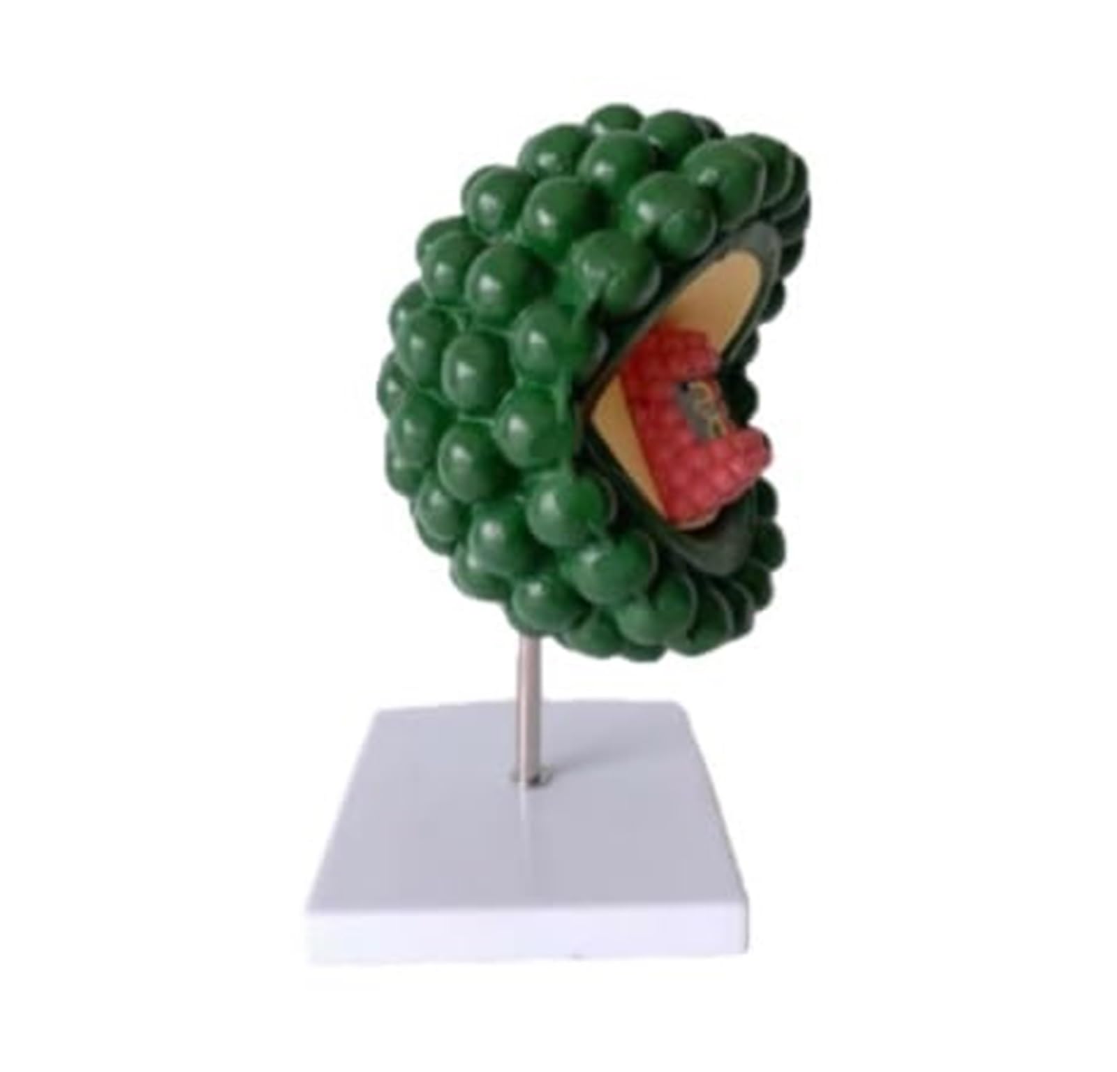 Regalo medico, modello virus ingrandito modello anatomico corpo dell'HIV | Modello di ultrastruttura cellulare anatomia dell'adenovirus virus citopatico umano, for strumento didattico microbiologia