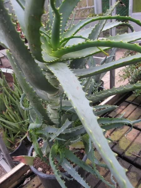 hyaluronic aloe Best Hyaluronic Acid Serum With 2% HA And Three Molecular Weights For Deep Skin Penetration Aloe Vera Infused main image 1