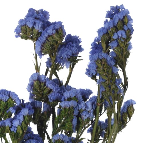Fleur statice bleu clair bouquet de fleurs séchées naturelles de 49,5 cm