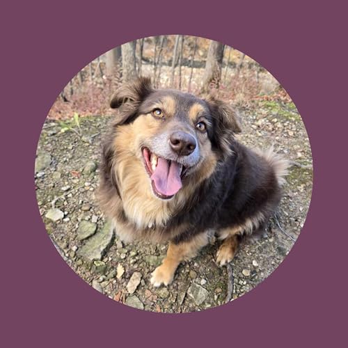 Bark! The Herald Angels Sing: how people met their pets cover art