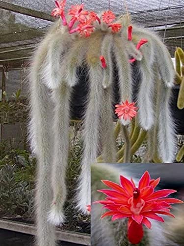 Monkey Tail Cactus Red Flower Seeds