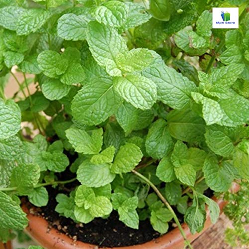 Mphmi Nurseryplant Pudina, Common mint Plant Amazon.in Garden