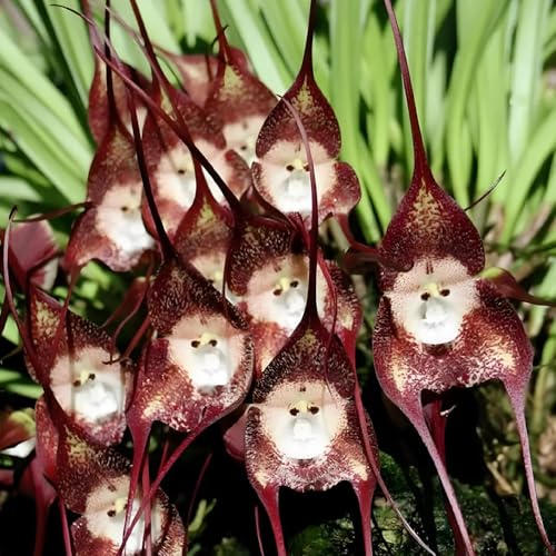 affen orchidee - affengesicht orchidee - exotische winterhart dracula simia orchideen blumenwiese steingartenpflanzen 180samen