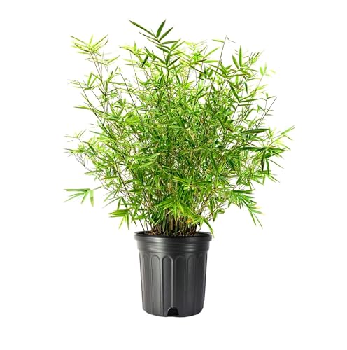 Golden Goddess Hedge Bamboo Plant | 3 Extra Large 3 Gallon Plants | Bambusa Multiplex | Live...