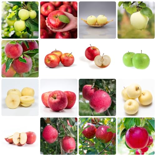 È adatto agli amanti del giardino e non richiede competenze di piantagione molto professionali.Anche i principianti possono far crescere perfettamente le loro piante.