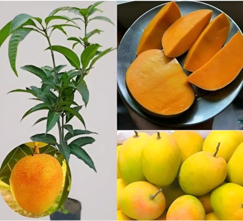 Image of Healthy Vibe Mango Grafted Live Plants For Healthy Live Mango Plant for Home & Outdoor Gardening - Low Maintenance (Pack of 1) - Live Plant