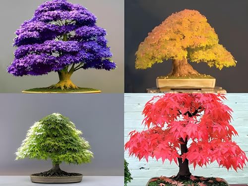 Image of Combo Pack- Japanese Maple Tree Combo Pack - 4 Variety - 15+ Seeds Each - 60+ Seeds Total - Red, Green, Yellow, Purple