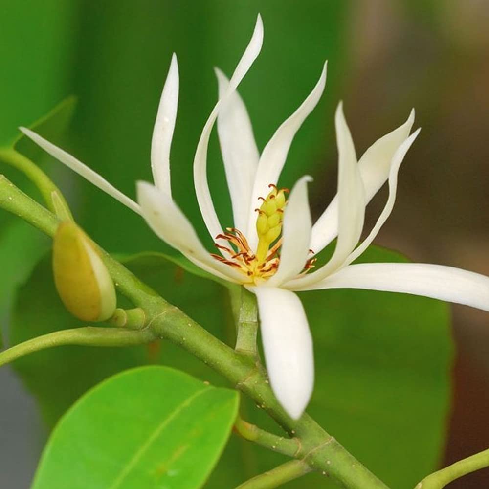 Athidhi Garden Son Champa (Michelia Champaca) Magnolia champaca White Flower Plant (B0C7TP9L89) Amazon Price History, Amazon Price Tracker