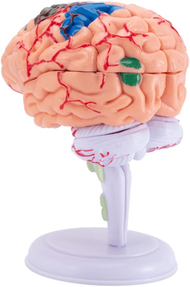 ASTRIM Mark Teaching Model Removerable Brain Model for