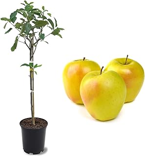 American Plant Exchange Dorsett Apple Tree, 1 Gallon Pot, 2-3 ft Tall, Live Outdoor Fruiting Plant, Sweet, Crisp and Tangy Fruit