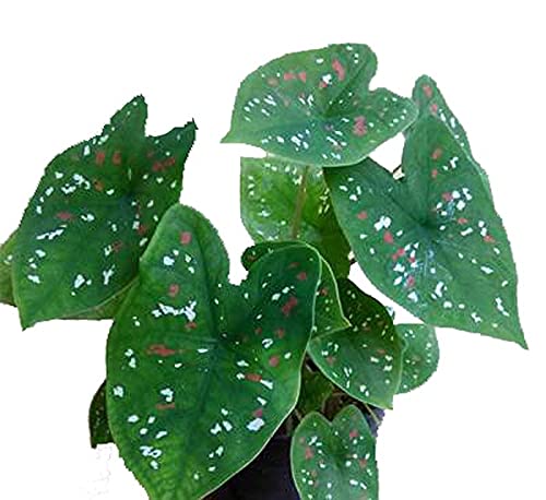 G.M.J.K ENTERPRISE 9 bulb of Caladium Bicolour Rare "Florida Clown"Fancy Leaf plant with Fresh Bulbs in polybeg