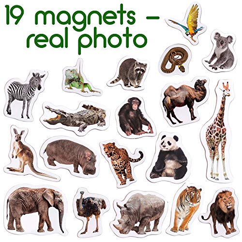 19 Fridge Magnets For Toddlers Magdum - Zoo Photo Kids Magnets For Fridge - Toddler Magnets For Refrigerator - Magnetic Animals - Fridge Magnets For Kids - Animal Magnets - Toddler Fridge Magnets #TOP2