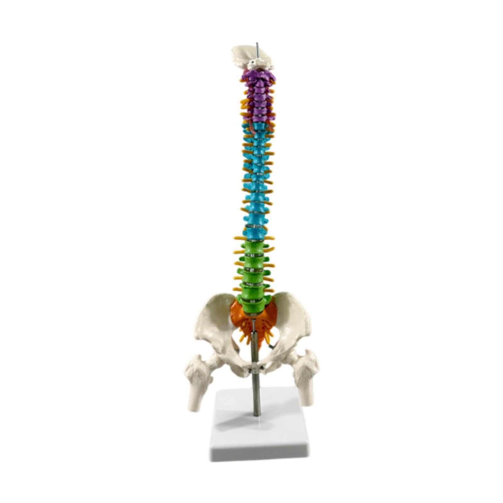 Modelo de Vertebral Humana. Modelo de Vertebral Flexible Y Coloreado para Demostración en