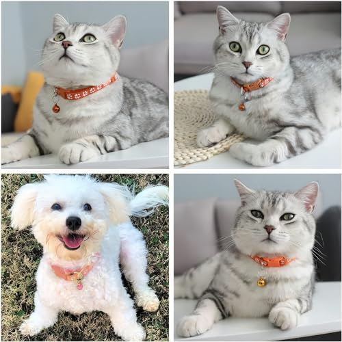 Hundehalsband und Leinen-Set, Welpenhalsband, Haustierleinen-Halsband, Halsband und Leine für Kleine und Mittelgroße Hunde, Haustierkatzenhalsband und Leine