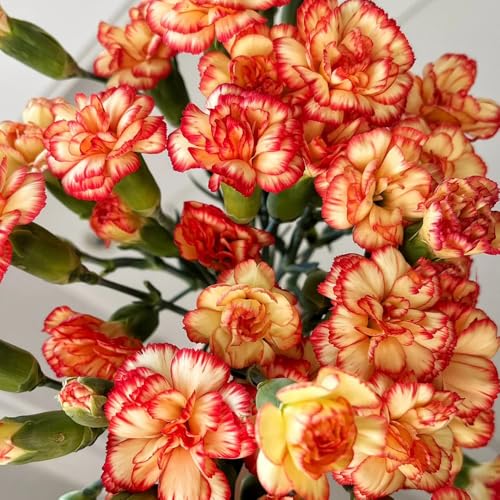 semi di garofano perenne, garofano dolce da balcone perenni resistenti di garofano per luoghi soleggiati primaverile, selvatici 650pcs