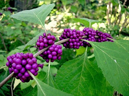 Miniatura 4 de Callicarpa Americana Beautyberry Exótico Florida Native Fruit Bird Seed 30 Semillas