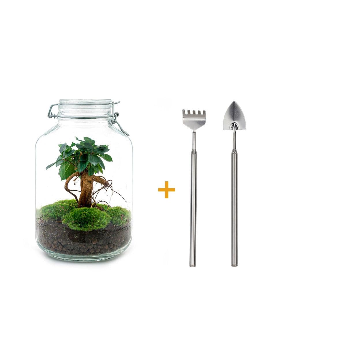 Terrario DIY de Cristal para Interior, Verde, 28 cm con Ficus Ginseng