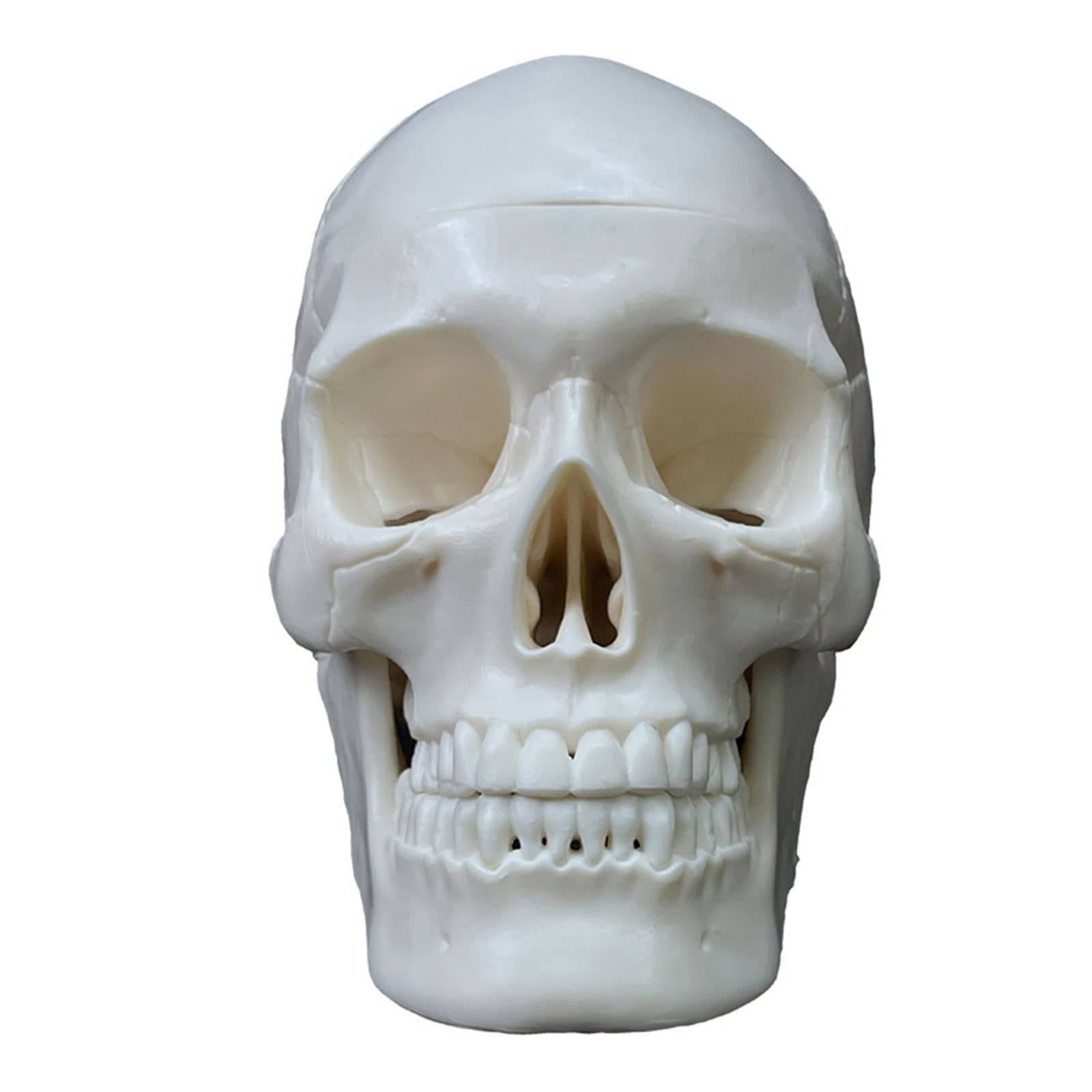Realistyczny Model Ludzkiej Czaszki, 2 Części, Realistyczna Ludzka Czaszka Z Czapką, Materiały Dydaktyczne, Anatomiczny Model Czaszki Do Nauki