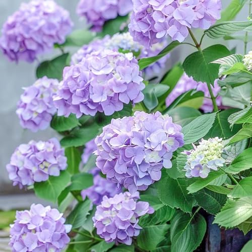 Semi di ortensia - Le da giardino sono resistenti Semi resistenti di ortensia - semi da giardino 50pcs