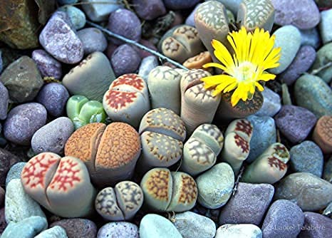 Orange Pyrostegia Venusta Plant Seeds