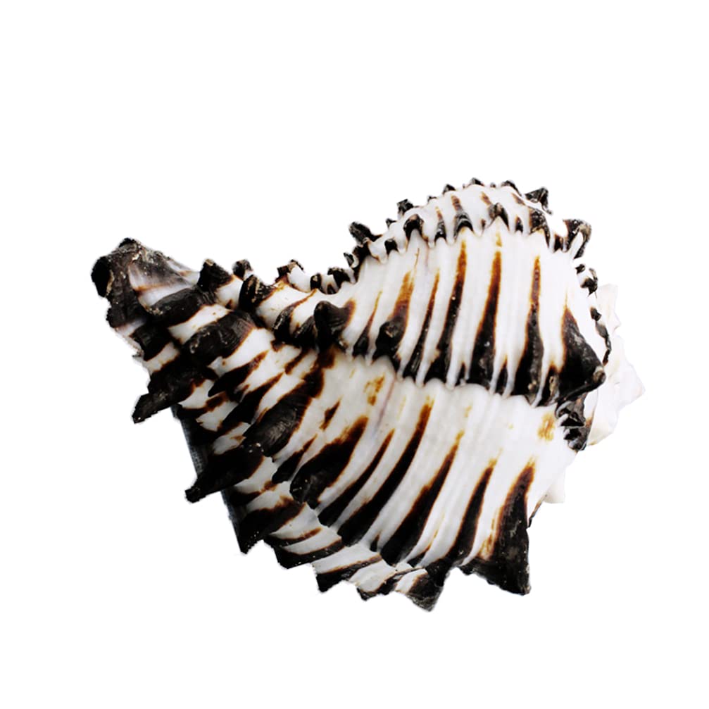 Murex océanique de collection HEALLILY grande conque naturelle de prestige