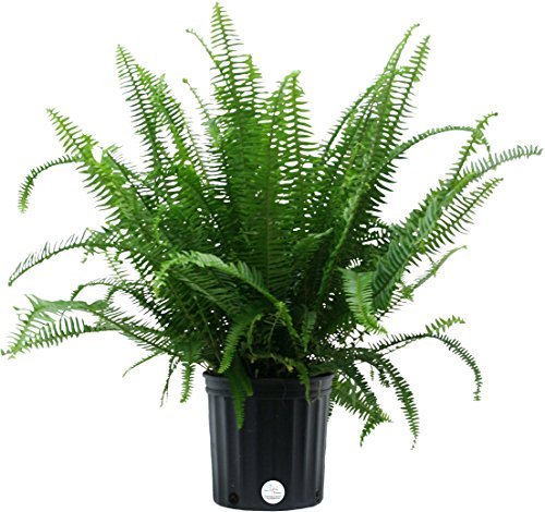 Costa Farms 10KIM Nephrolepis Obliterata Kimberly Queen Fern Live Indoor Plant, 1 Pack