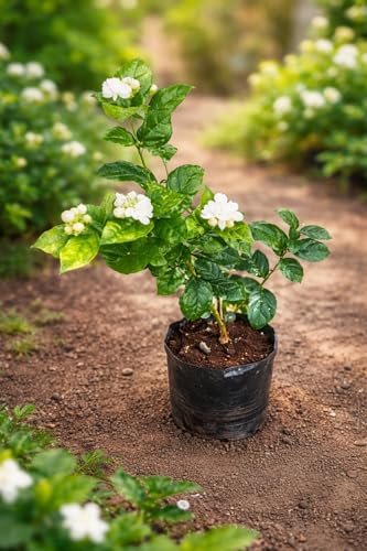 Image of REMASLARIC-Beautiful All Season Mogra Jasmine /Beli Flower Plant Tree || For Home garden Outdoor & Indoor.