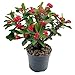 Fangblatt – Euphorbia milii 'Vulcanus Red' – roter Christusdorn im 12 cm Topf – exotische Sukkulente – pflegeleichte Zimmerpflanze