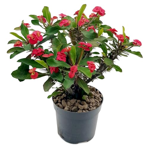 Fangblatt – Euphorbia milii 'Vulcanus Red' – roter Christusdorn im 12 cm Topf – exotische Sukkulente – pflegeleichte Zimmerpflanze