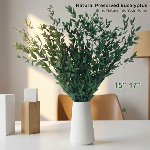 Ramas de eucalipto secas para decoración y arreglo floral miniatura 3
