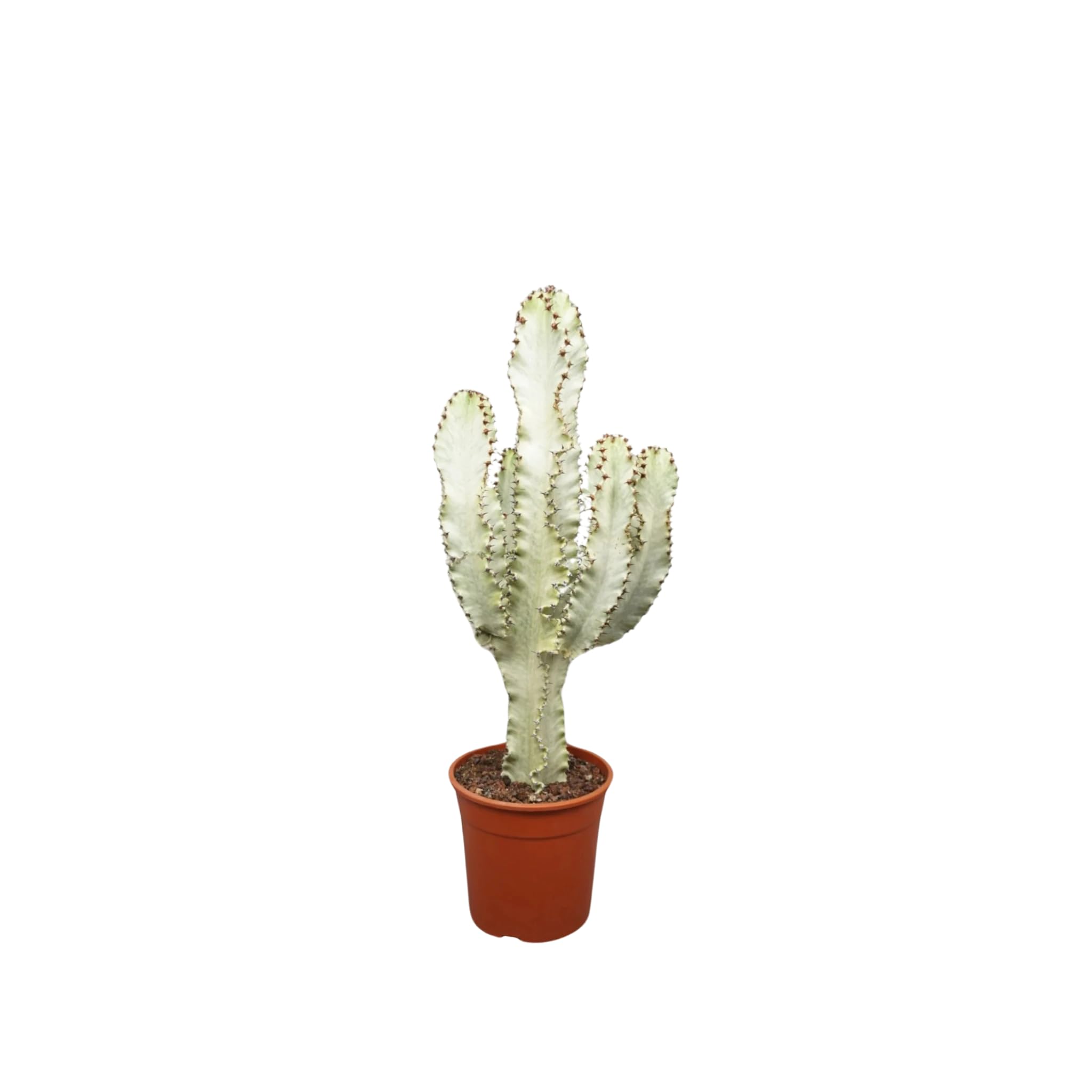 Euphorbia ingens variegata, pianta vera da interno, altezza pianta 60-70 cm, pianta grassa ornamentale, facile da curare