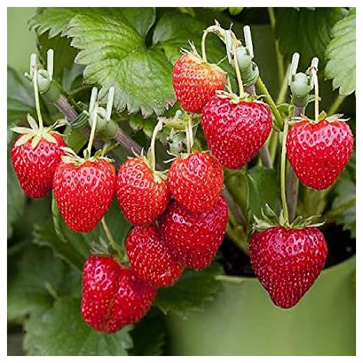 (2000 Seeds) Perpetual Strawberry Four Seasons Strawberry Seeds for Planting04